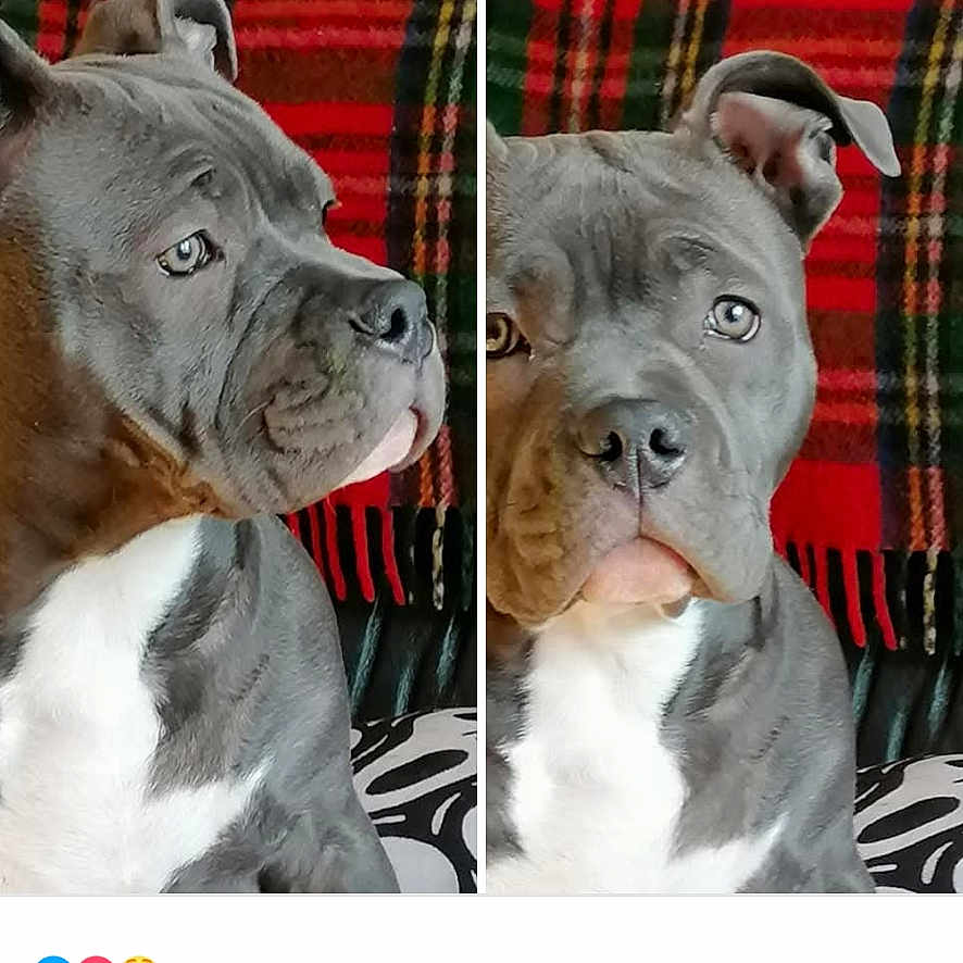 Tyra joined the competition — help win amazing prizes! animal, art, book, bostonbull, boxer, bulldog, canine, collage, comics, dog, frenchbulldog, page, person, pet, pitbull, publication, puppy, snout, tartan, text