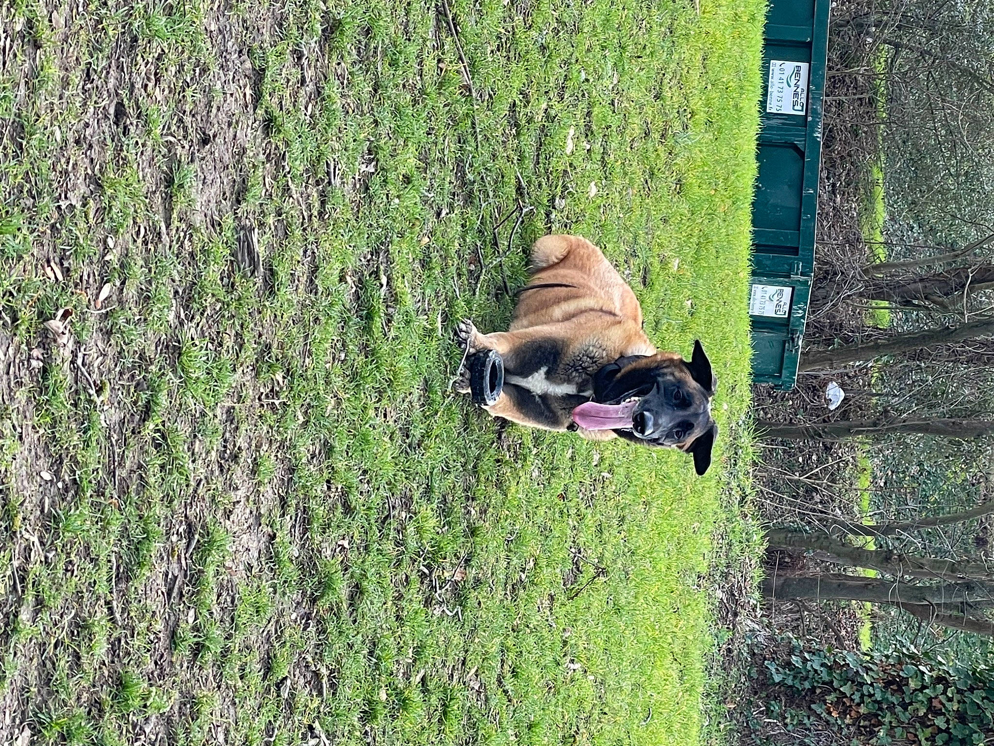 Eros participe au concours pour gagner de l'argent avec cette photo : carnivore, companion_dog, dog, dog_breed, fawn, flower, grass, grass_family, grassland, groundcover, lawn, meadow, pasture, people_in_nature, plant, shrub, sporting_group, tree, trunk, working_animal