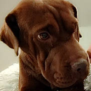 Coco Nut is registered to the contest to win money with this photo: dog, puppy, brown, close_up, wrinkles, fluffy, fur, pet, young, cute, animal, indoors, portrait, face, nose, ears, expression, resting, soft, background