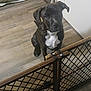animal, black_coat, curious, dog, domestic, floor, flooring, furniture, gate, home, indoor, looking_up, metal, pet, pet_gate, puppy, waiting, white_chest, wooden_floor, young_dog