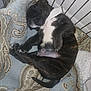 Simba Brown is registered to the contest to win money with this photo: puppy, dog, sleeping, blanket, cage, cozy, fur, pet, rest, indoors, young, animal, cute, comfort, nap, brown, white, black, soft, peaceful