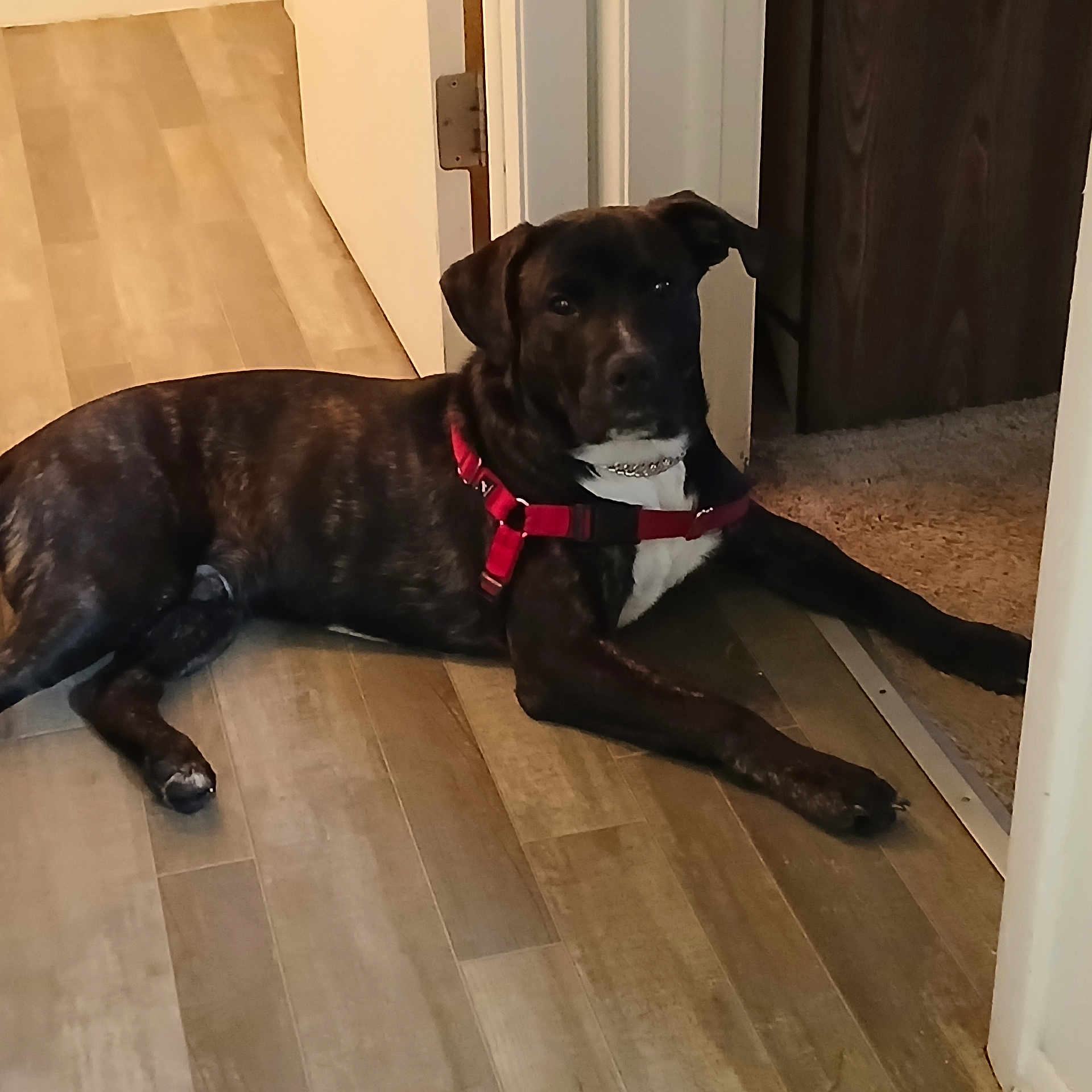 Simba Brown is registered to the contest to win money with this photo: animal, black, brindle, brown, calm, canine, carpet, dog, domestic, doorway, floor, harness, home, indoor, looking_at_camera, pet, quiet, resting, white_chest, wooden_floor