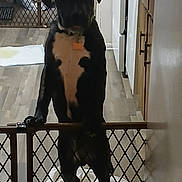 Simba Brown is registered to the contest to win money with this photo: dog, black_dog, pet, baby_gate, kitchen, flooring, cabinet, indoor, animal, standing, hind_legs, curious, pet_accessory, white_chest, collar, dog_tag, home, fence, puppy_pad, doorway