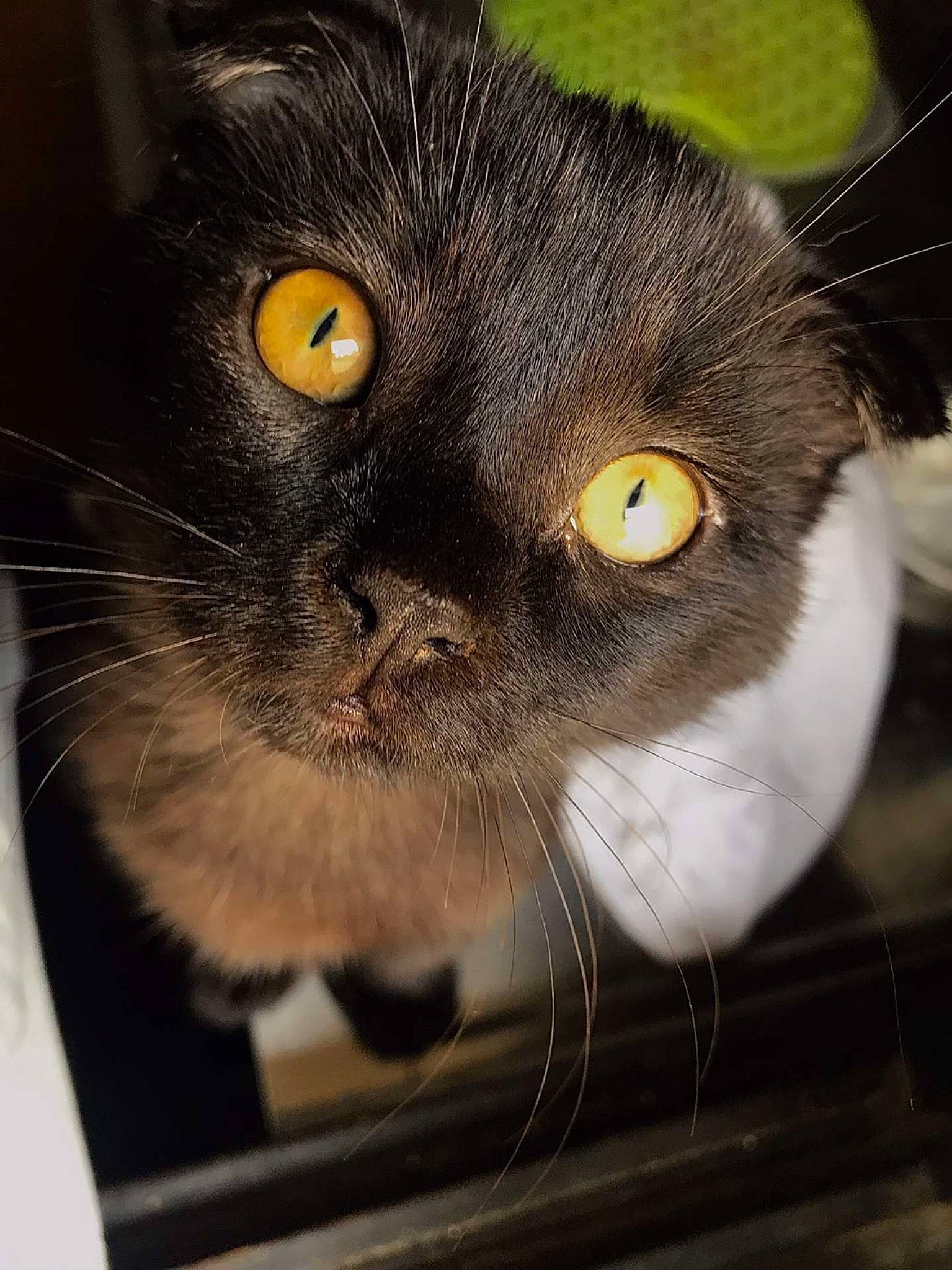 Suna a rejoint le concours — aidez-le/la à gagner de superbes lots ! black_cat, box, carnivore, cat, domestic_short_haired_cat, eye, fawn, felidae, fur, paw, small_to_medium_sized_cats, snout, terrestrial_animal, whiskers