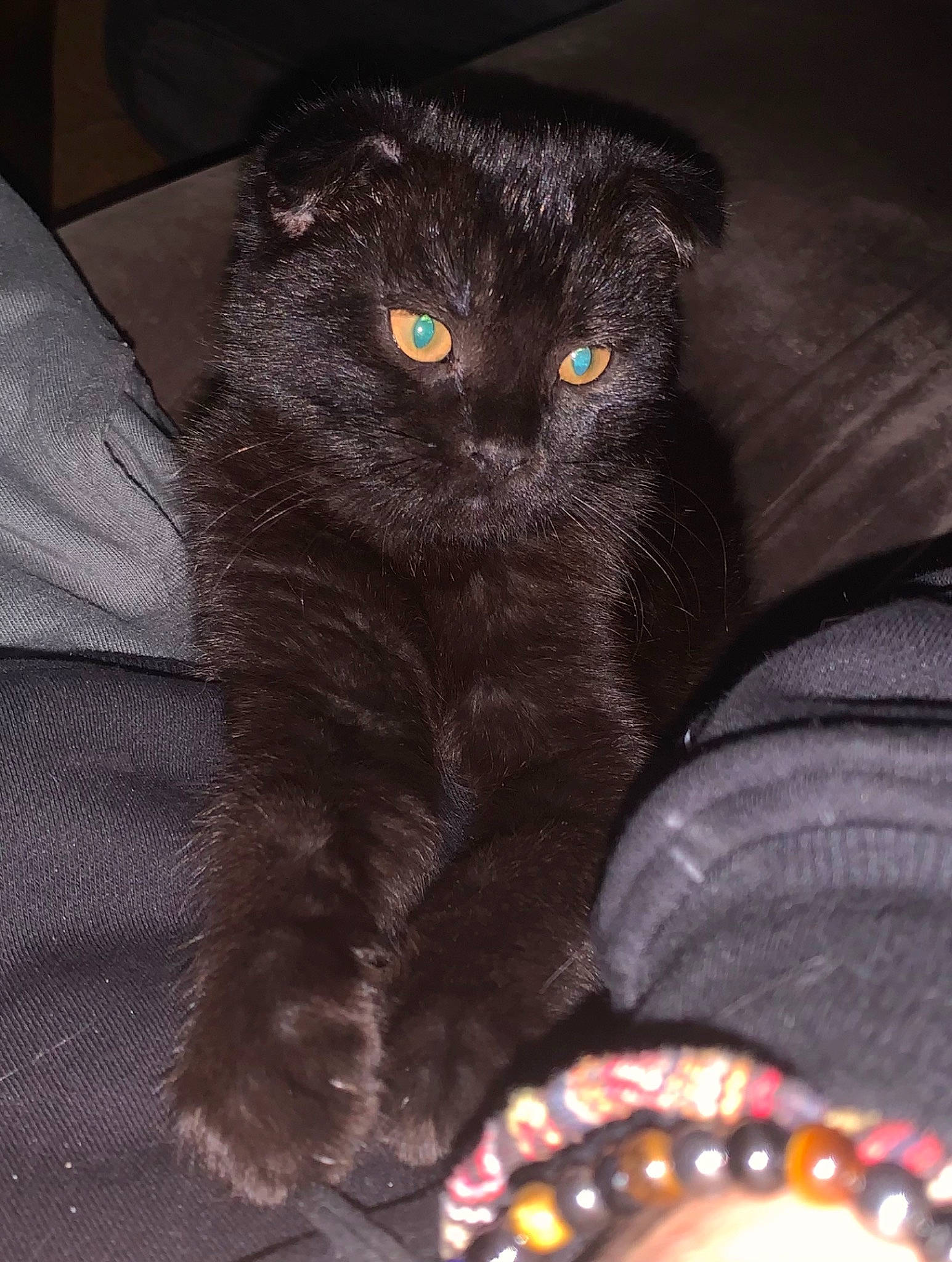 Suna a rejoint le concours — aidez-le/la à gagner de superbes lots ! black_cat, bombay, carnivore, cat, claw, comfort, darkness, domestic_short_haired_cat, eye, felidae, fur, grey, iris, pattern, paw, small_to_medium_sized_cats, snout, tail, whiskers