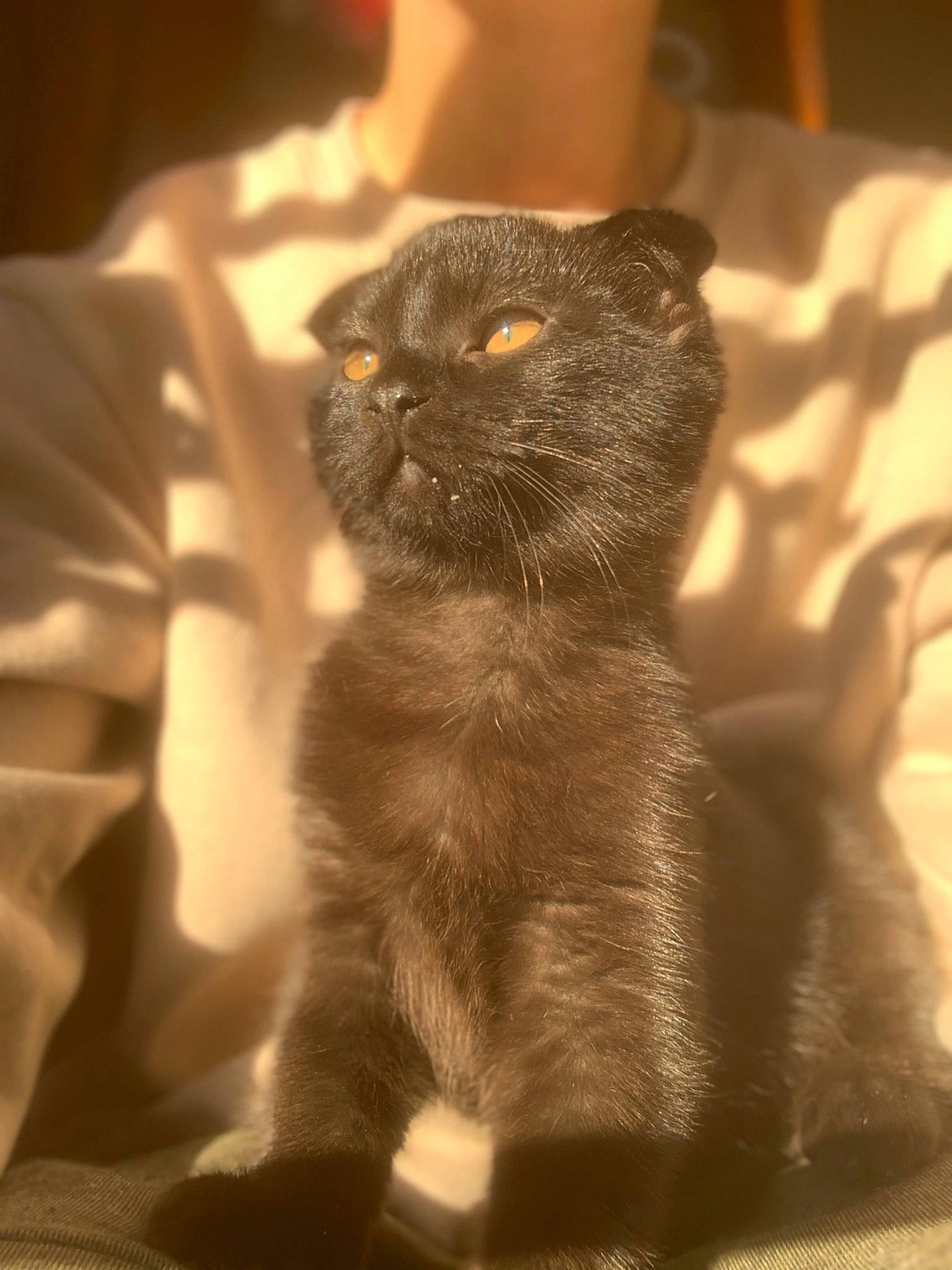 Suna participe au concours pour gagner de l'argent avec cette photo : carnivore, cat, claw, close_up, domestic_short_haired_cat, ear, fawn, felidae, fur, shadow, small_to_medium_sized_cats, snout, tail, terrestrial_animal, whiskers