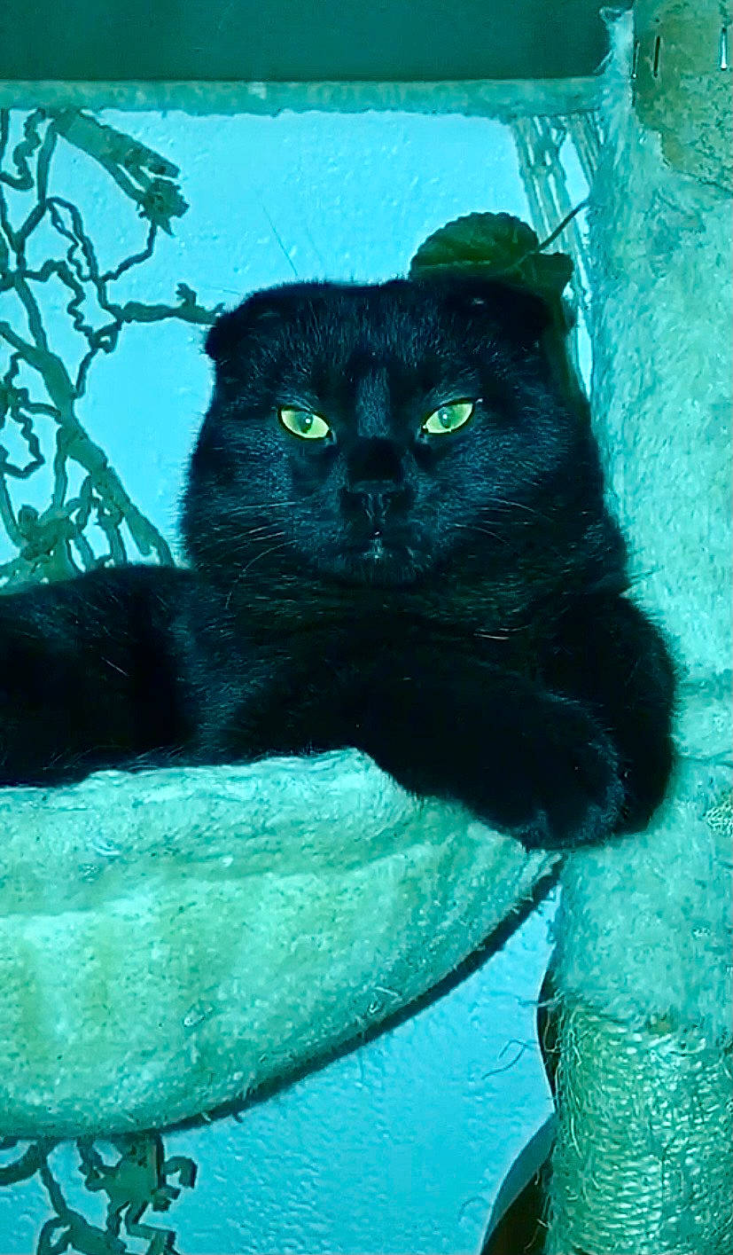 Suna participe au concours pour gagner de l'argent avec cette photo : aqua, azure, carnivore, cat, electric_blue, eye, felidae, glasses, head, human_body, organism, painting, plant, small_to_medium_sized_cats, snout, sunglasses, terrestrial_animal, tints_and_shades, whiskers, window