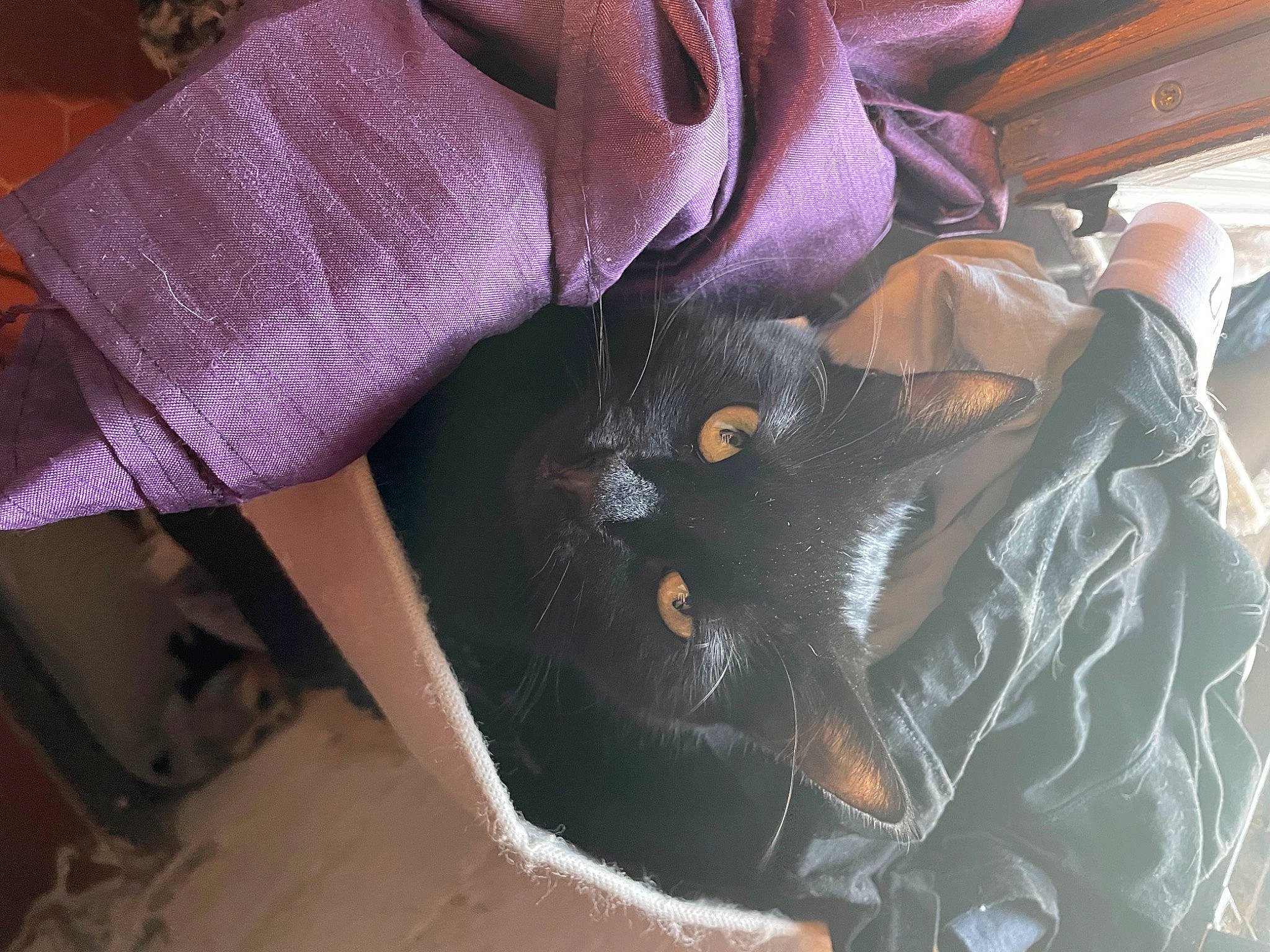 Izma a rejoint le concours — aidez-le/la à gagner de superbes lots ! auto_part, car_seat, carnivore, chair, comfort, dress, fashion_accessory, felidae, fur, glove, human_leg, magenta, pattern, purple, room, sleeve, tail, thigh, thread, wrist