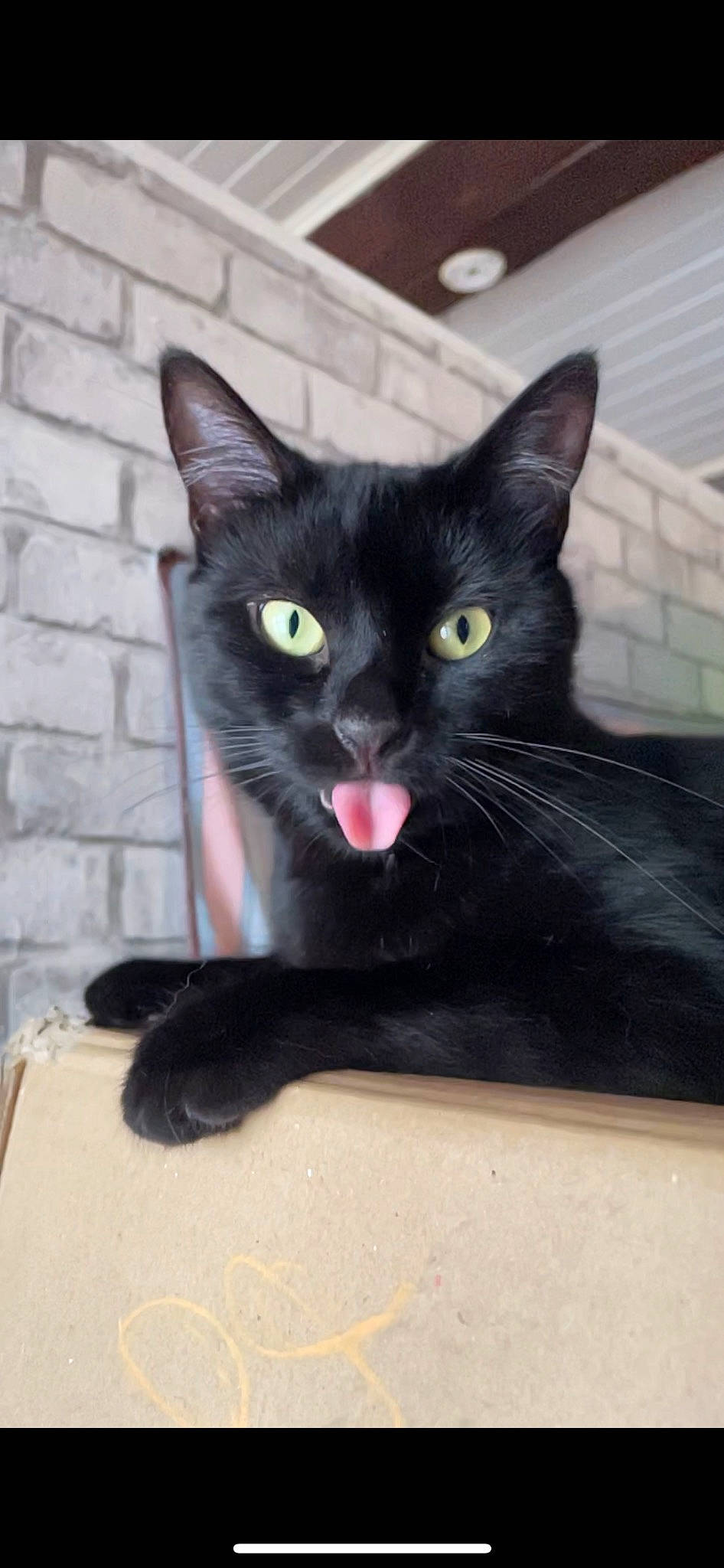 Izma participe au concours pour gagner de l'argent avec cette photo : black_cat, bombay, carnivore, cat, domestic_short_haired_cat, eye, felidae, fur, havana_brown, paw, small_to_medium_sized_cats, snout, tail, whiskers