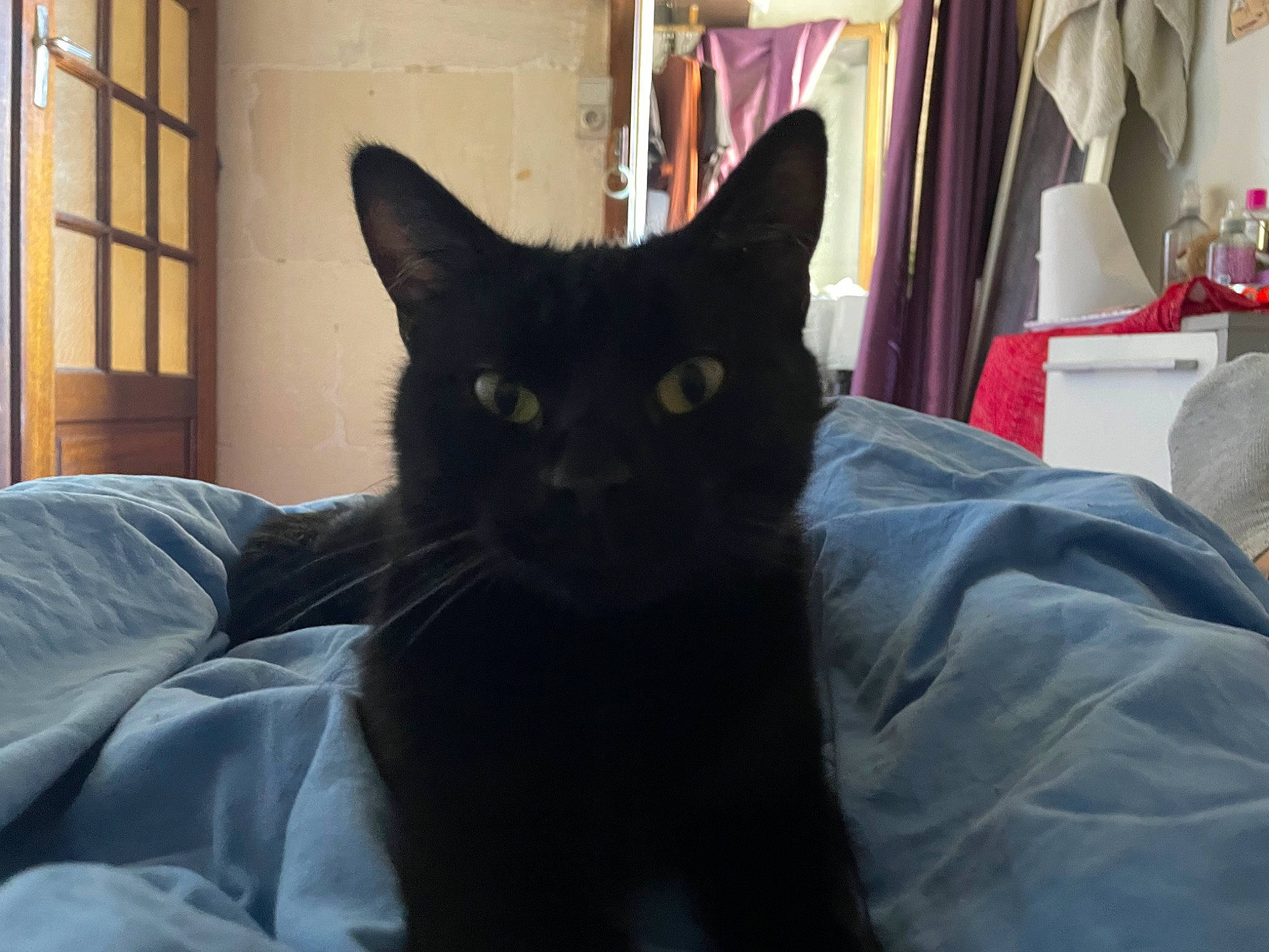 Izma participe au concours pour gagner de l'argent avec cette photo : black_cat, bombay, carnivore, cat, comfort, domestic_short_haired_cat, felidae, fur, grey, linens, room, sitting, small_to_medium_sized_cats, snout, tail, terrestrial_animal, whiskers, window