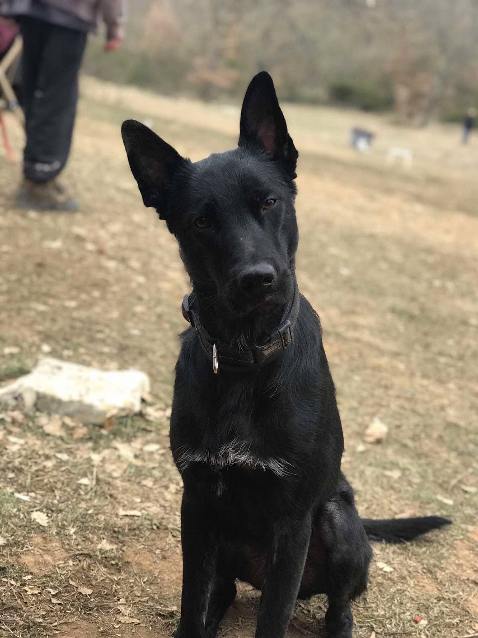 Mia participe au concours pour gagner de l'argent avec cette photo : borador, canidae, carnivore, collar, companion_dog, dog, dog_breed, dog_collar, grass, guard_dog, hunting_dog, non_sporting_group, snout, soil, sporting_group, tail, terrestrial_animal, whiskers, working_animal, working_dog