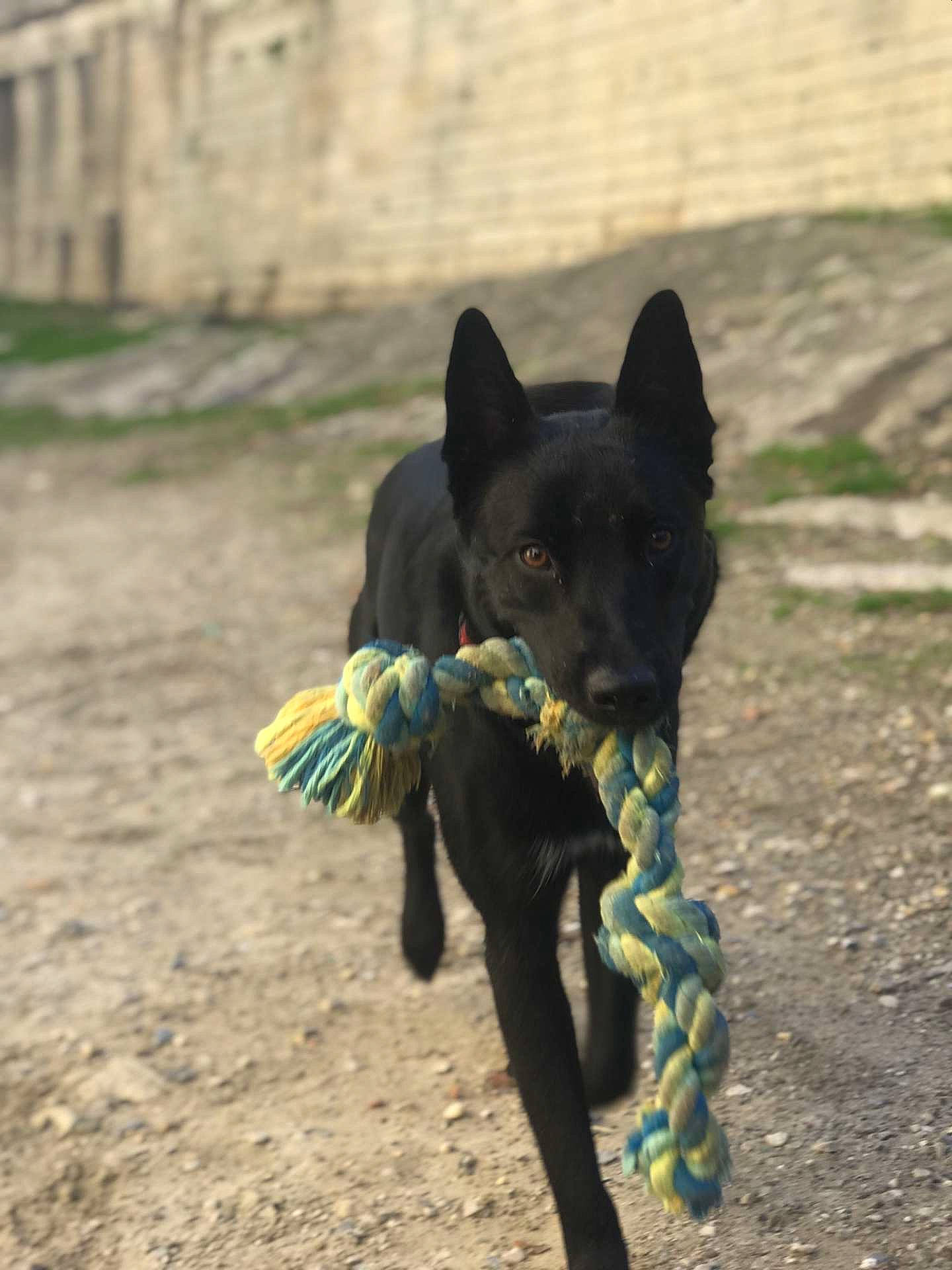 Mia participe au concours pour gagner de l'argent avec cette photo : canidae, carnivore, collar, companion_dog, dog, dog_breed, dog_collar, dog_supply, electric_blue, fawn, felidae, grass, leash, pet_supply, snout, sporting_group, tail, terrestrial_animal, toy_dog, working_animal