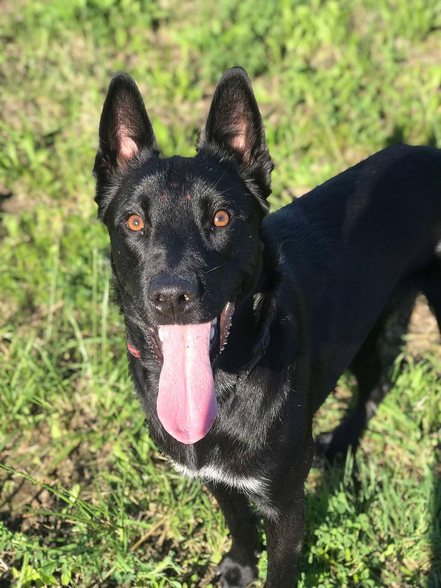 Mia participe au concours pour gagner de l'argent avec cette photo : bicycle, canidae, carmine, carnivore, companion_dog, dog, dog_breed, grass, guard_dog, herding_dog, hunting_dog, non_sporting_group, plant, sporting_group, terrestrial_animal, working_animal, working_dog