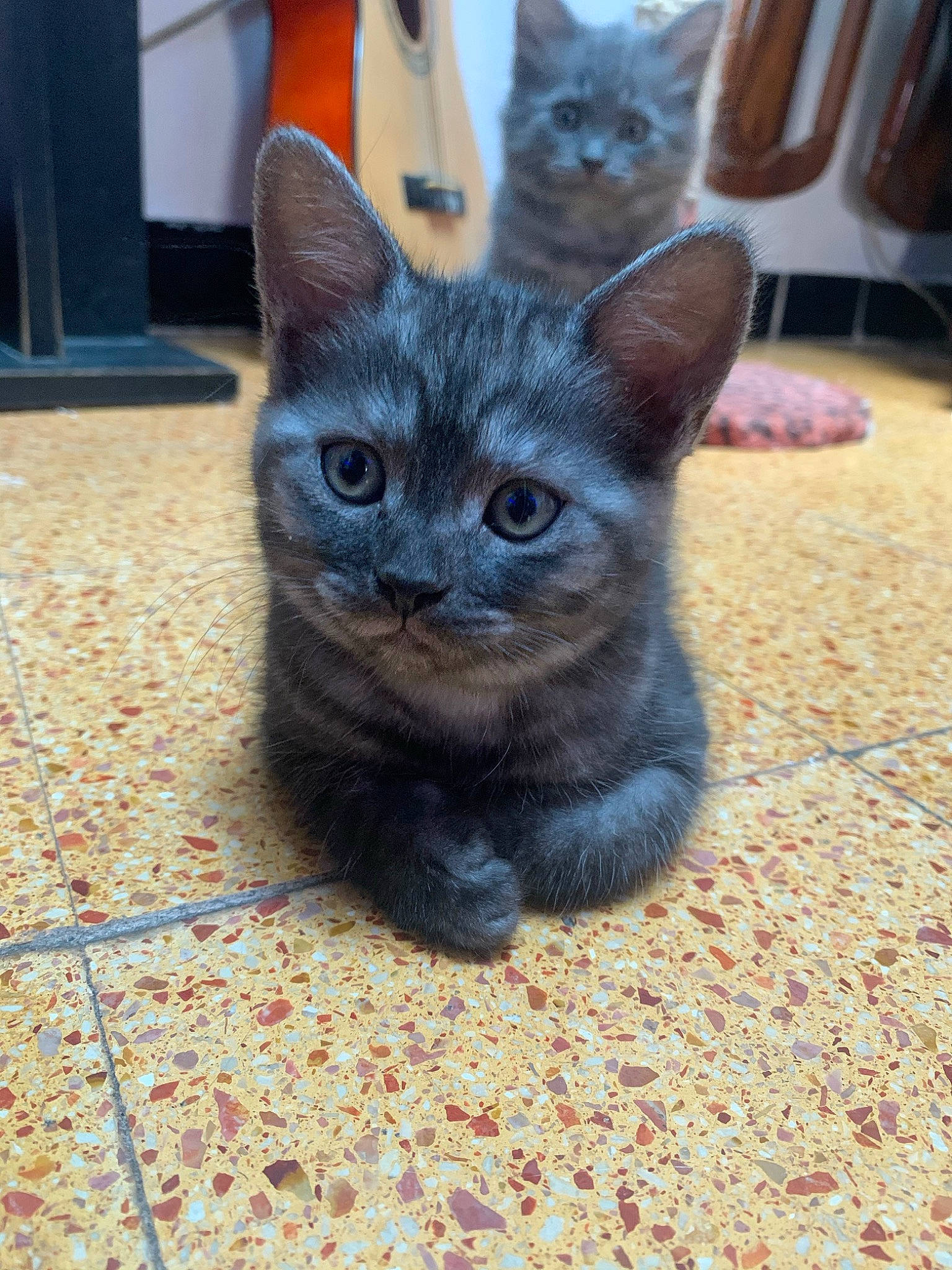 Kira a rejoint le concours — aidez-le/la à gagner de superbes lots ! carnivore, cat, cat_supply, domestic_short_haired_cat, electric_blue, felidae, flooring, fur, grey, paw, russian_blue, small_to_medium_sized_cats, snout, tail, terrestrial_animal, whiskers