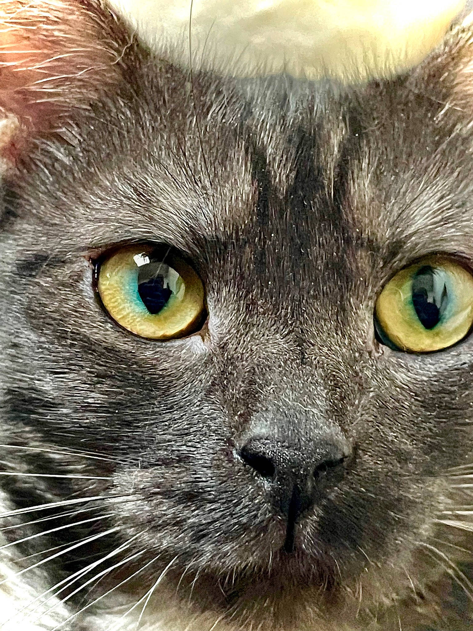 Kira a rejoint le concours — aidez-le/la à gagner de superbes lots ! carnivore, cat, close_up, domestic_short_haired_cat, electric_blue, felidae, fur, illustration, iris, small_to_medium_sized_cats, snout, terrestrial_animal, whiskers