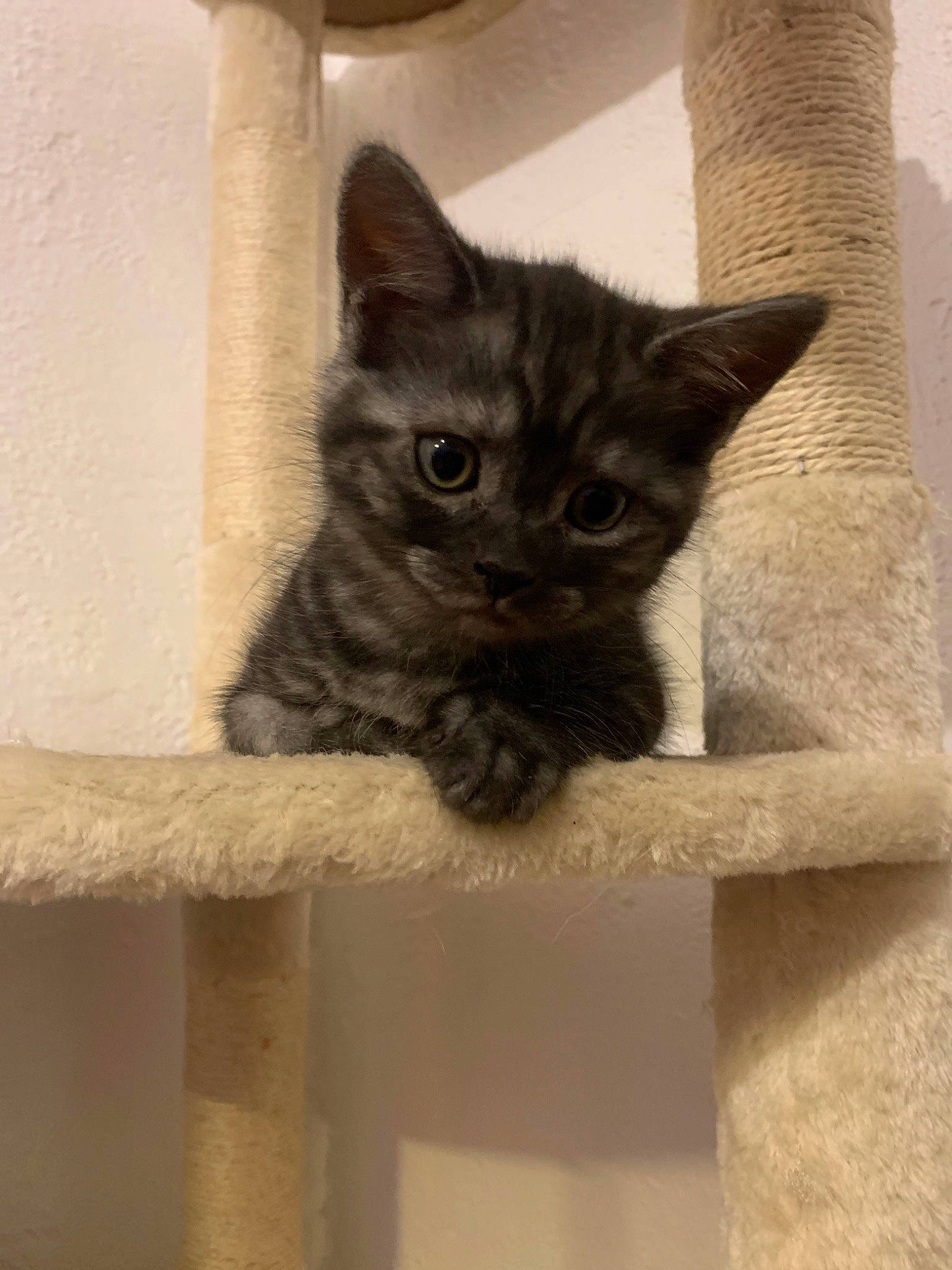 Kira a rejoint le concours — aidez-le/la à gagner de superbes lots ! carnivore, cat, cat_furniture, cat_supply, domestic_short_haired_cat, felidae, fur, grey, paw, small_to_medium_sized_cats, snout, tail, terrestrial_animal, whiskers, window, wood