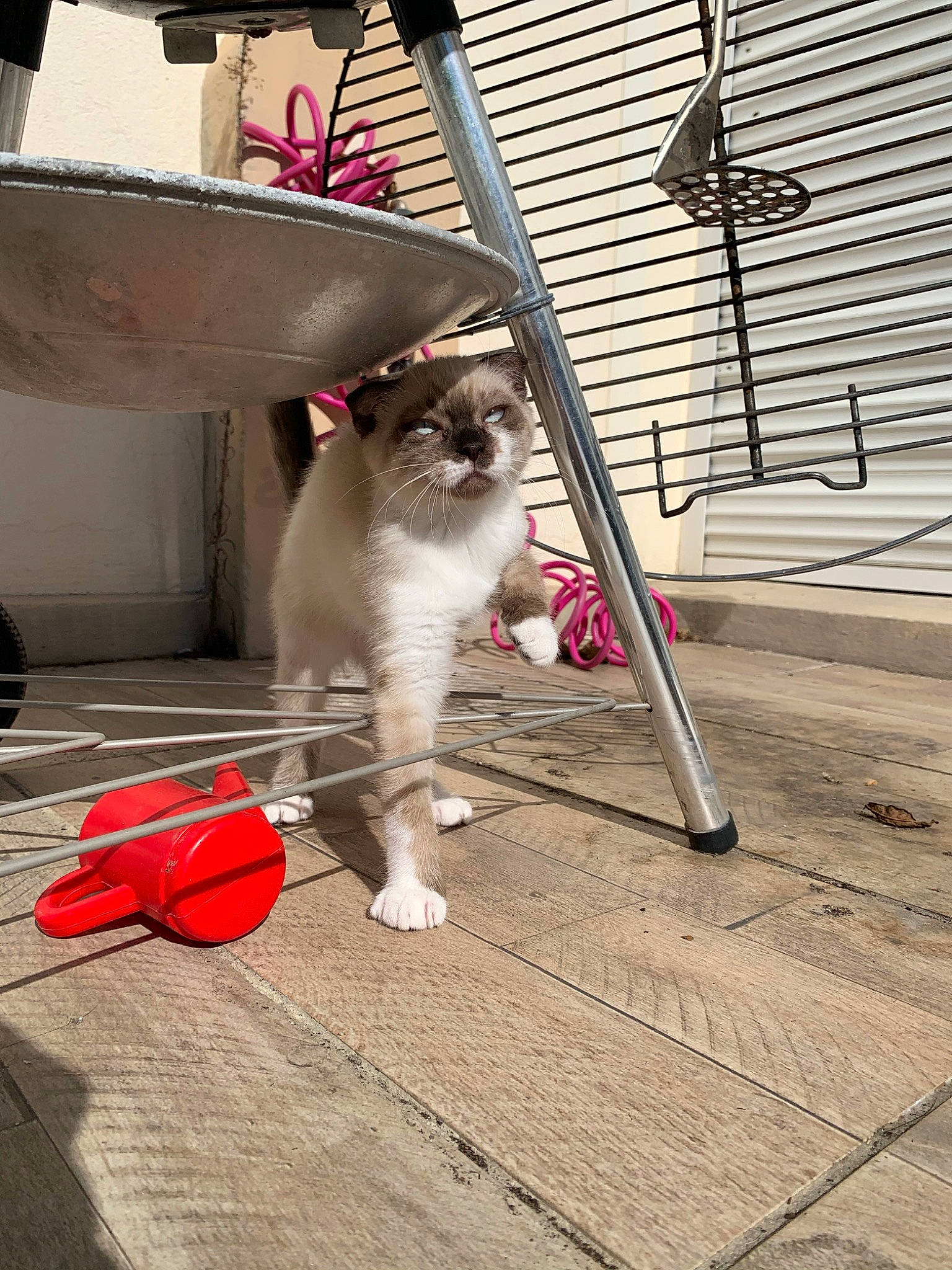 Tokyo a rejoint le concours — aidez-le/la à gagner de superbes lots ! carnivore, cat, companion_dog, domestic_short_haired_cat, fawn, felidae, floor, flooring, fur, grey, hardwood, metal, porch, road_surface, sidewalk, sitting, small_to_medium_sized_cats, tail, whiskers, wood