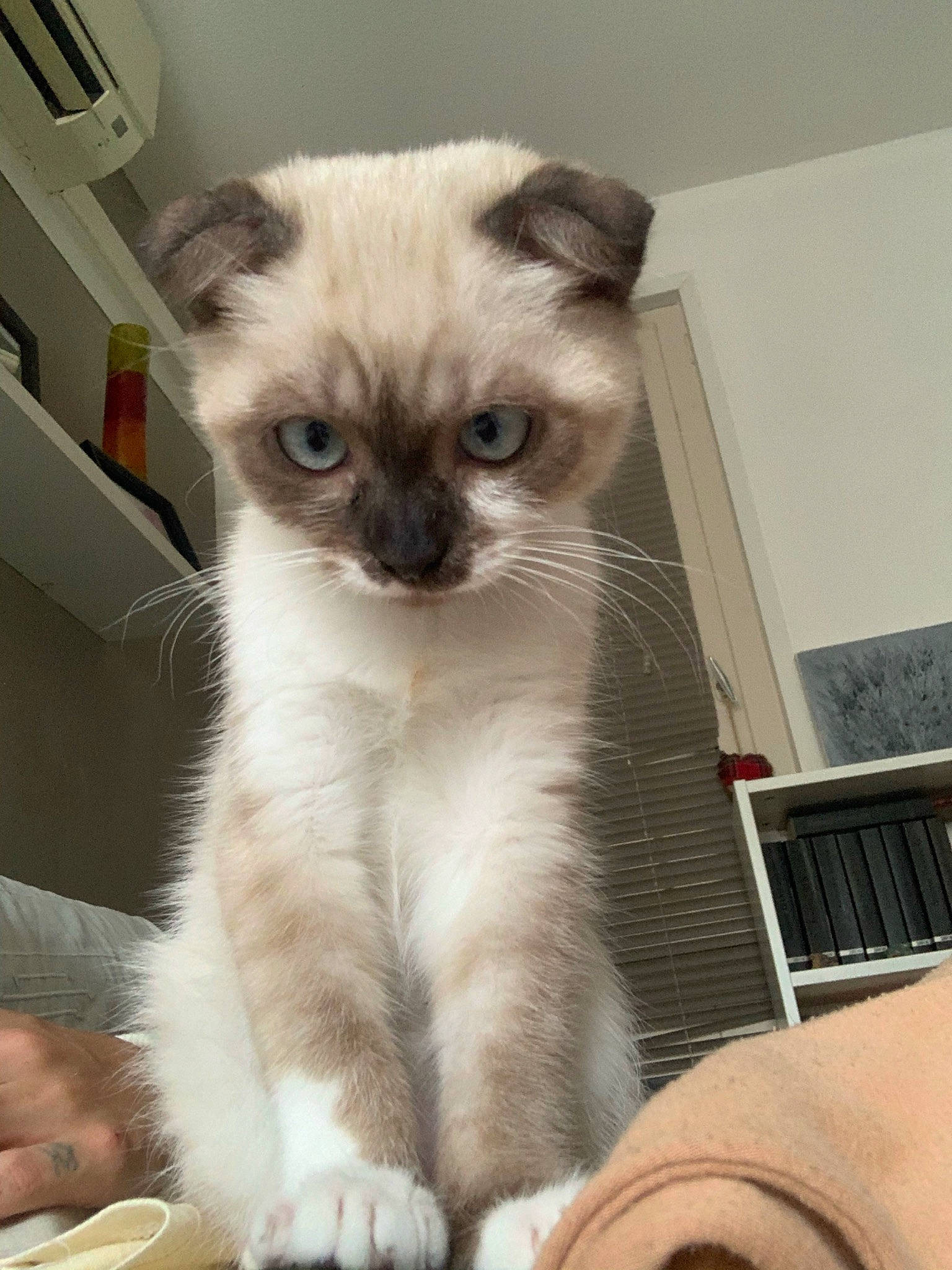 Tokyo participe au concours pour gagner de l'argent avec cette photo : balinese, birman, carnivore, cat, comfort, domestic_short_haired_cat, eye, fawn, felidae, fur, serveware, siamese, small_to_medium_sized_cats, snout, tableware, tail, terrestrial_animal, whiskers