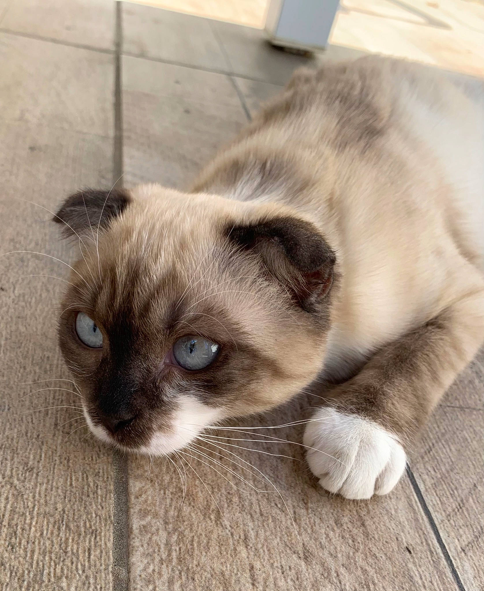 Tokyo a rejoint le concours — aidez-le/la à gagner de superbes lots ! carnivore, cat, comfort, domestic_short_haired_cat, fawn, felidae, fur, siamese, small_to_medium_sized_cats, snout, terrestrial_animal, whiskers