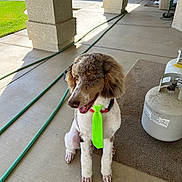 Jasper joined the competition — help win amazing prizes! dog, pet, tie, porch, propane_tank, hose, concrete_floor, green_grass, outdoor, sitting, fur, canine, animal, collar, summer, daylight, shaded, brown, white, cute