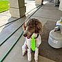 dog, pet, tie, porch, propane_tank, hose, concrete_floor, green_grass, outdoor, sitting, fur, canine, animal, collar, summer, daylight, shaded, brown, white, cute