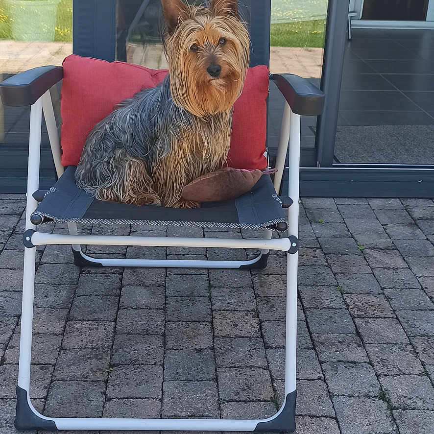 Max participe au concours pour gagner de l'argent avec cette photo : airedale, animal, architecture, building, canine, chair, cobblestone, couch, dog, flagstone, furniture, house, housing, path, patio, pet, road, slate, terrier, walkway