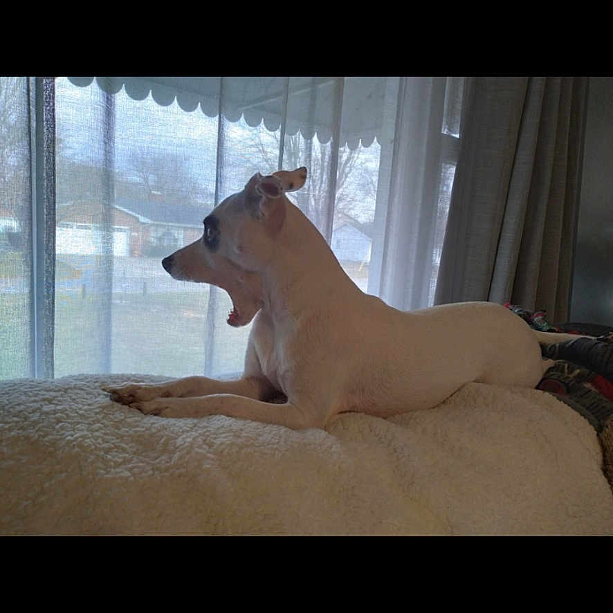 Lucy joined the competition — help win amazing prizes! animal, blanket, cozy, curtains, daylight, dog, domestic, ears, fur, house, indoor, lying, mammal, pet, relaxed, resting, side_view, white_dog, window, yawning