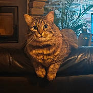 Gribouille a rejoint le concours — aidez-le/la à gagner de superbes lots ! cat, tabby_cat, pet, animal, long_hair, whiskers, big_eyes, portrait, indoor, leather_couch, sitting, paws, cozy, living_room, plant, fireplace, brick_wall, fur_texture, gaze, warm_lighting