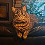 cat, tabby_cat, pet, animal, long_hair, whiskers, big_eyes, portrait, indoor, leather_couch, sitting, paws, cozy, living_room, plant, fireplace, brick_wall, fur_texture, gaze, warm_lighting