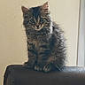 Gribouille a rejoint le concours — aidez-le/la à gagner de superbes lots ! armrest, cat, curious, cute, domestic_cat, ears, eyes, fluffy, fur, furniture, indoor, kitten, paws, pet, portrait, sitting, soft_light, tabby, whiskers, young