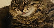 Gribouille participe au concours pour gagner de l'argent avec cette photo : blep, cat, cat_tree, close_up, cozy, cuddly, domestic_animal, ears, fur, indoor, long_hair, muzzle, nap, paw, pet, portrait, resting, sleeping, tabby, whiskers