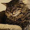 blep, cat, cat_tree, close_up, cozy, cuddly, domestic_animal, ears, fur, indoor, long_hair, muzzle, nap, paw, pet, portrait, resting, sleeping, tabby, whiskers
