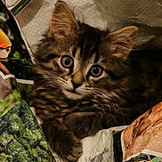 Gribouille a rejoint le concours — aidez-le/la à gagner de superbes lots ! big_eyes, cat, closeup, crinkled_paper, curiosity, cute, domestic_cat, ears, fur, indoor, kitten, looking_at_camera, paper_bag, paws, pet, portrait, striped, tabby, whiskers, young