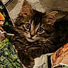 big_eyes, cat, closeup, crinkled_paper, curiosity, cute, domestic_cat, ears, fur, indoor, kitten, looking_at_camera, paper_bag, paws, pet, portrait, striped, tabby, whiskers, young