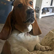 Rosie is registered to the contest to win money with this photo: dog, basset_hound, pet, indoor, blanket, floor, furniture, laundry_basket, ears, face, curious, brown, white, home, cozy, animal, portrait, household, canine, resting
