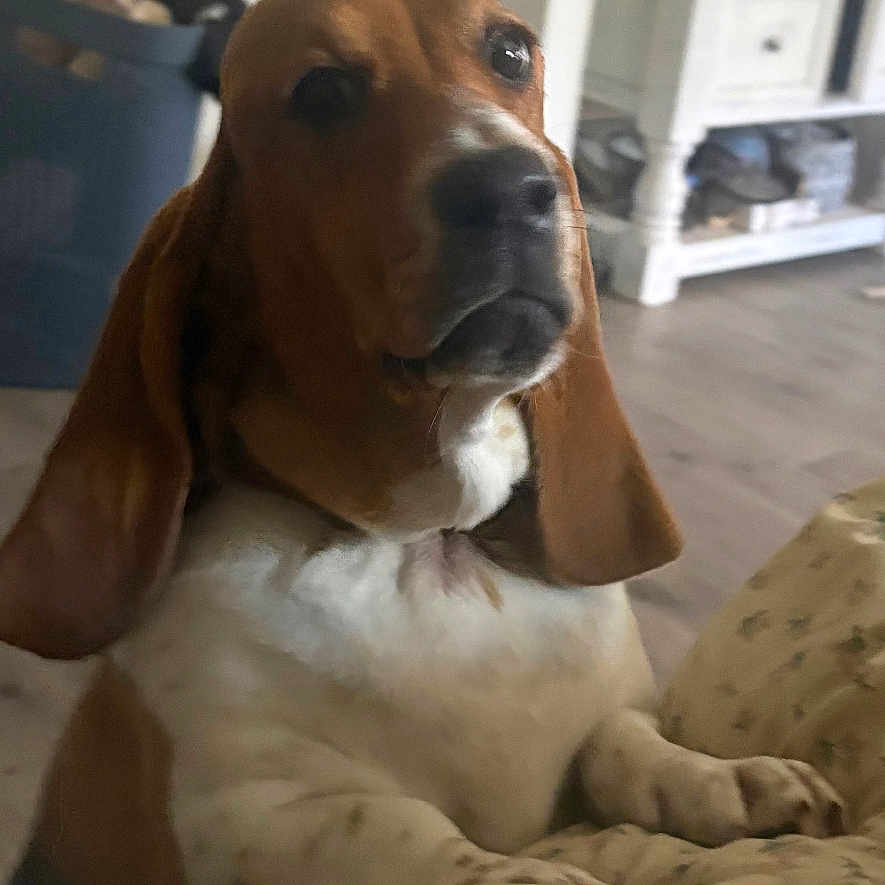 Rosie