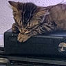 cat, kitten, sleeping, electronics, xbox, console, indoor, feline, pet, resting, closeup, paw, fur, striped, cute, domestic_animal, technology, device, relaxation, home