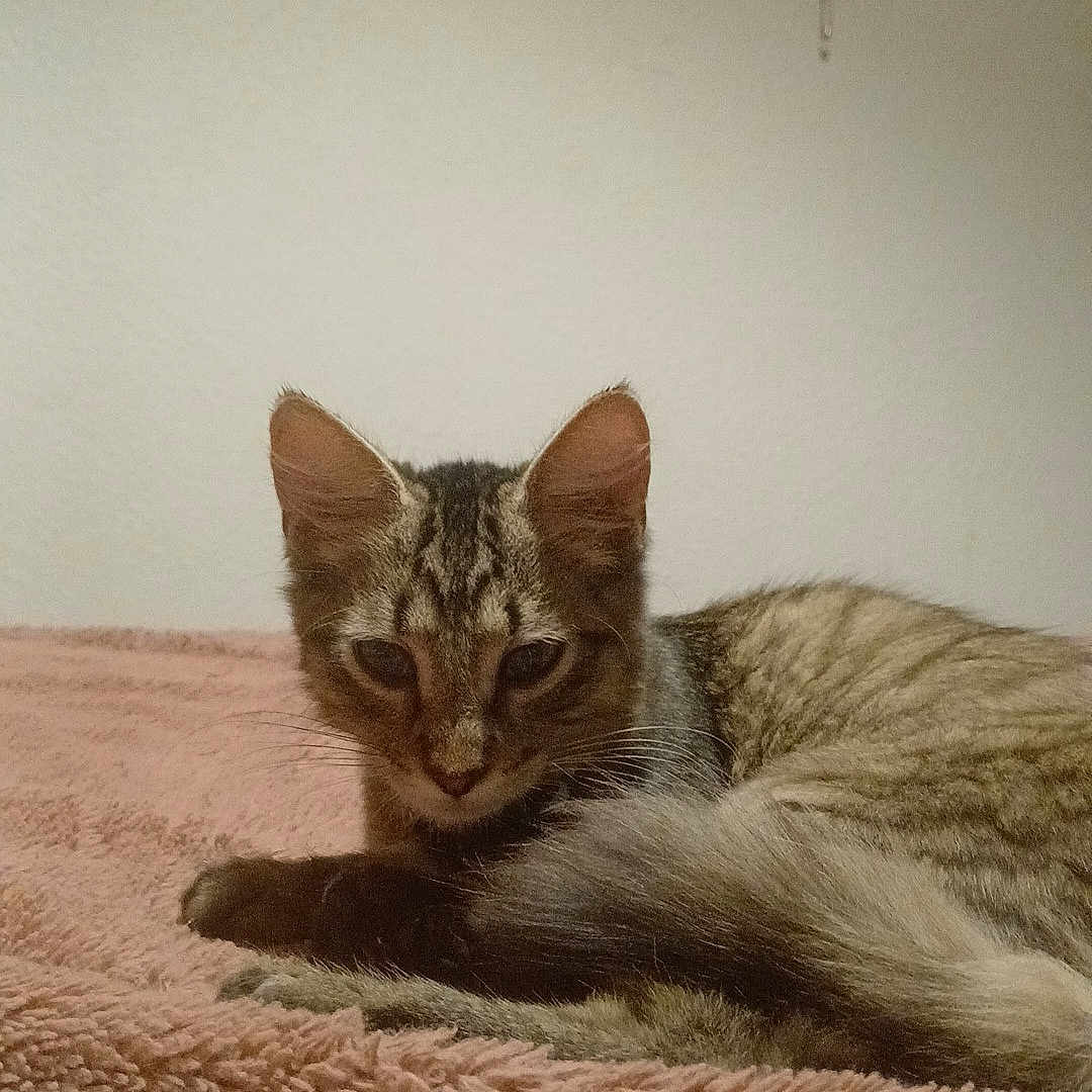 Touftouf participe au concours pour gagner de l'argent avec cette photo : cat, tabby_cat, pet, animal, feline, indoor, blanket, pink, resting, cute, fur, whiskers, ears, tail, jewelry_holder, heart_shape, home, cozy, relaxed, portrait