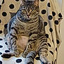 Mimine participe au concours pour gagner de l'argent avec cette photo : cat, tabby, sitting, chair, polka_dot, blanket, indoor, pet, feline, relaxed, cute, fur, whiskers, tail, looking, animal, domestic, striped, cozy, comfortable