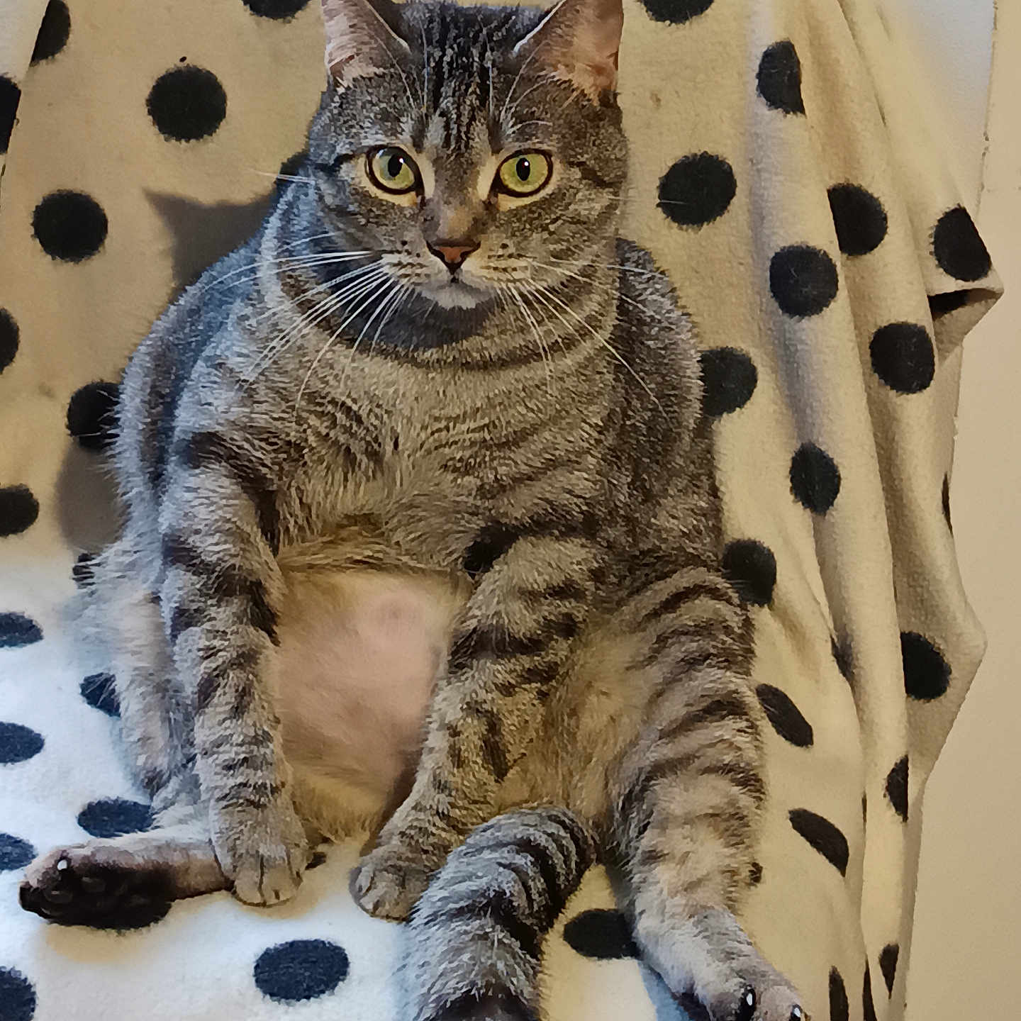 Mimine participe au concours pour gagner de l'argent avec cette photo : animal, blanket, cat, chair, comfortable, cozy, cute, domestic, feline, fur, indoor, looking, pet, polka_dot, relaxed, sitting, striped, tabby, tail, whiskers