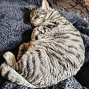 Mimine participe au concours pour gagner de l'argent avec cette photo : cat, tabby, sleeping, curled_up, fur, pet, domestic_animal, blanket, bed, pillow, indoor, resting, cozy, feline, animal, cute, relaxation, soft_texture, whiskers, tail