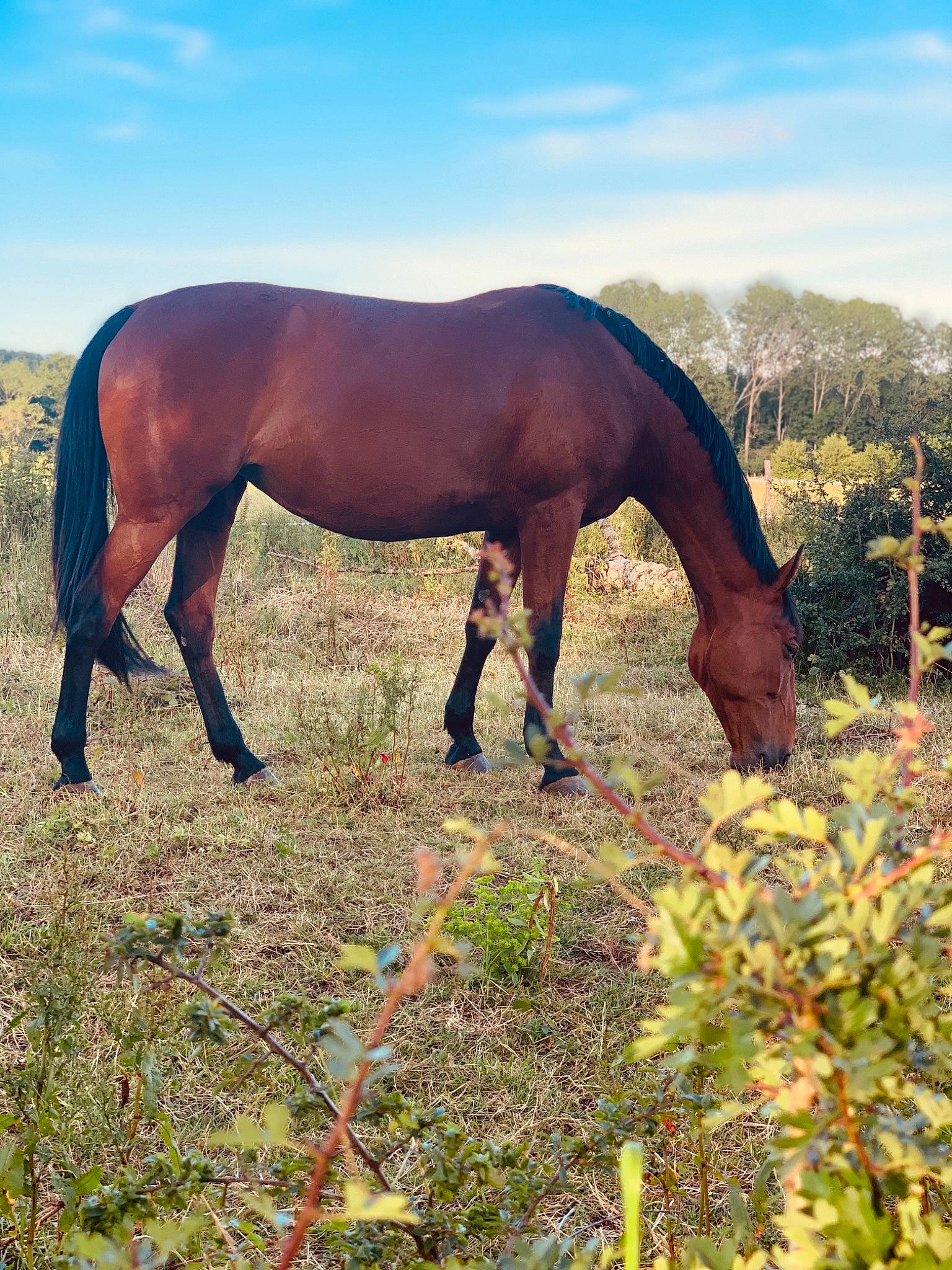 Belette participe au concours pour gagner de l'argent avec cette photo : colt, grass, grassland, grazing, horse, mane, mare, mustang_horse, pasture, plant, stallion, terrestrial_animal, wildlife