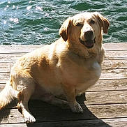 Walker joined the competition — help win amazing prizes! animal, canine, daylight, dock, dog, fur, golden_retriever, happy, lake, nature, outdoor, paw, pet, relaxing, sitting, smiling, sunlight, sunshine, water, wood