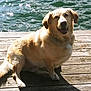 animal, canine, daylight, dock, dog, fur, golden_retriever, happy, lake, nature, outdoor, paw, pet, relaxing, sitting, smiling, sunlight, sunshine, water, wood