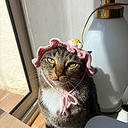 Nala participe au concours pour gagner de l'argent avec cette photo : animal, cardboard_box, cat, cozy, cute, expression, feline, flower, indoor, knitted_bonnet, lamp, pet, pink, portrait, sunlight, tabby_cat, table, whiskers, white_chest, window
