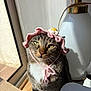 animal, cardboard_box, cat, cozy, cute, expression, feline, flower, indoor, knitted_bonnet, lamp, pet, pink, portrait, sunlight, tabby_cat, table, whiskers, white_chest, window
