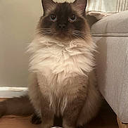 Tofu is registered to the contest to win money with this photo: angora, animal, architecture, building, cat, couch, cushion, furniture, glass, hardwood, homedecor, indoors, jar, kitten, livingroom, manx, pet, room, siamese, wood