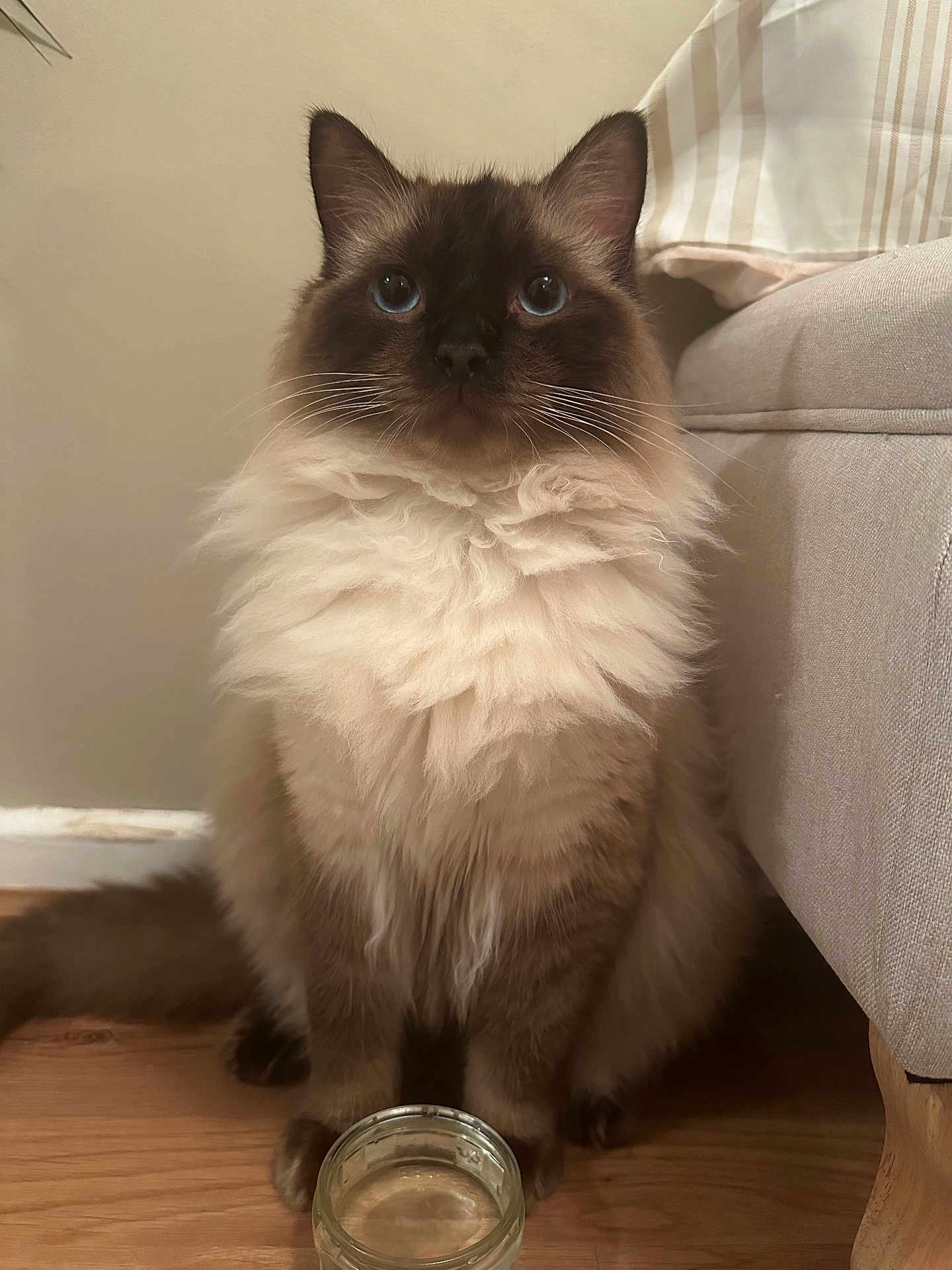 Tofu is registered to the contest to win money with this photo: angora, animal, architecture, building, cat, couch, cushion, furniture, glass, hardwood, homedecor, indoors, jar, kitten, livingroom, manx, pet, room, siamese, wood