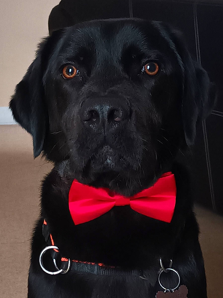 Max a rejoint le concours — aidez-le/la à gagner de superbes lots ! borador, bow_tie, carnivore, collar, companion_dog, dog, dog_breed, dog_collar, dog_supply, fashion_accessory, fur, gun_dog, liver, pet_supply, snout, sporting_group, tie, whiskers, working_animal