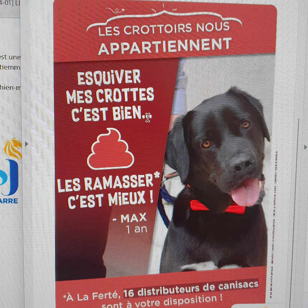 Max a rejoint le concours — aidez-le/la à gagner de superbes lots ! advertising, book, canidae, carnivore, companion_dog, dog, dog_breed, dog_supply, font, gun_dog, liver, multimedia, pet_supply, photo_caption, poster, publication, snout, sporting_group, working_animal